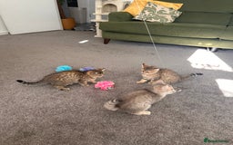 British Shorthair cats for sale: BSH beautiful kittens for sale  in Wigston - Image 17