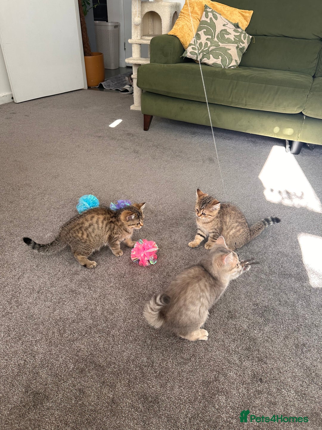 British Shorthair cats for sale: BSH beautiful kittens for sale  in Wigston - Image 17