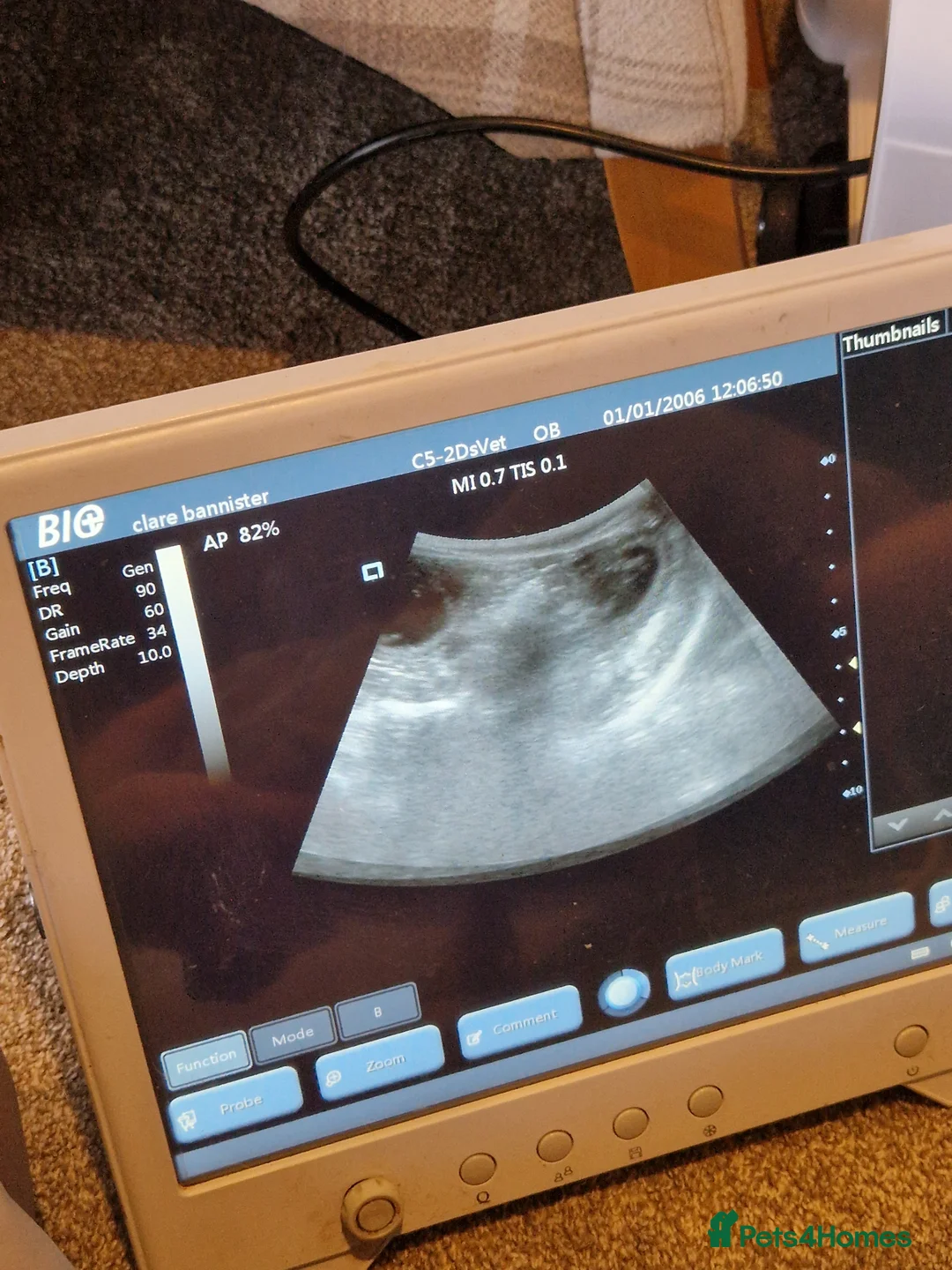 Miniature Dachshund dogs for stud: For stud my boy Dinky  in Alfreton - Advert 16