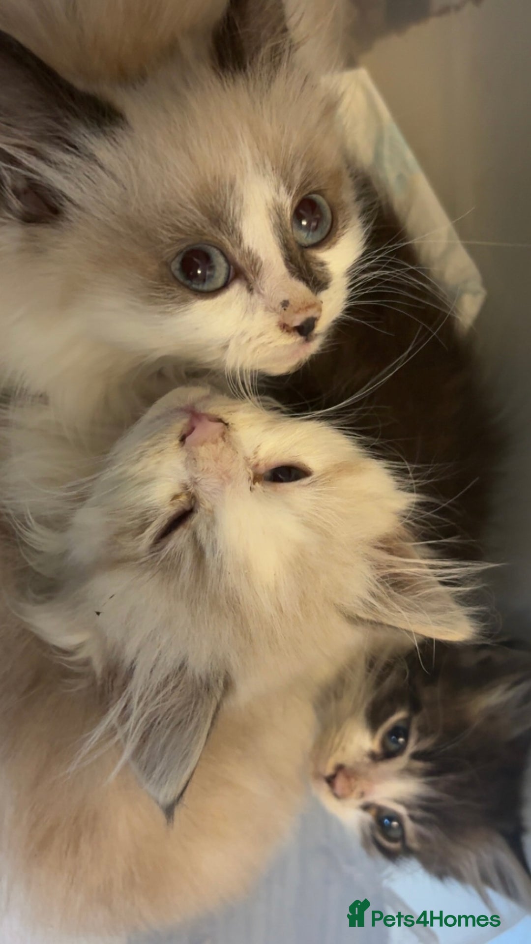 Maine Coon cats for sale: Maine Coon X Kittens - Advert 9