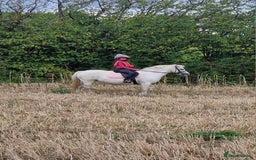 Welsh Section A horses for sale: Lovely little Welsh Section A mare - Image 2