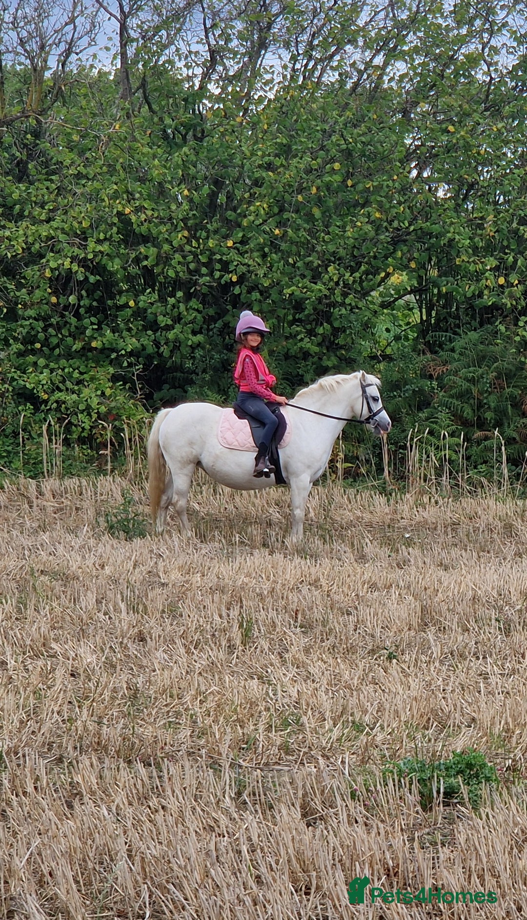 Welsh Section A horses for sale: Lovely little Welsh Section A mare - Image 2