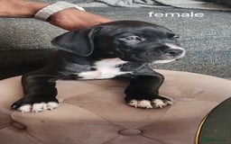Mixed Breed dogs for sale: Cane Corso mix Puppies  - Image 1