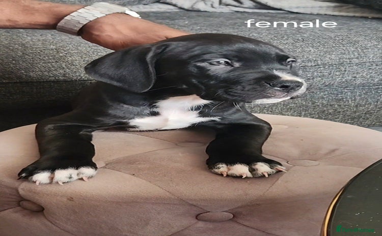 Mixed Breed dogs - Advert 7