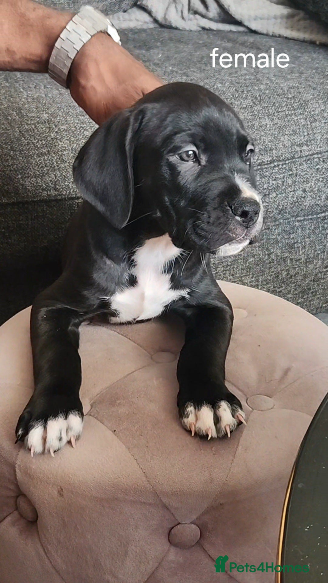 Mixed Breed dogs for sale: Cane Corso mix Puppies  - Image 1