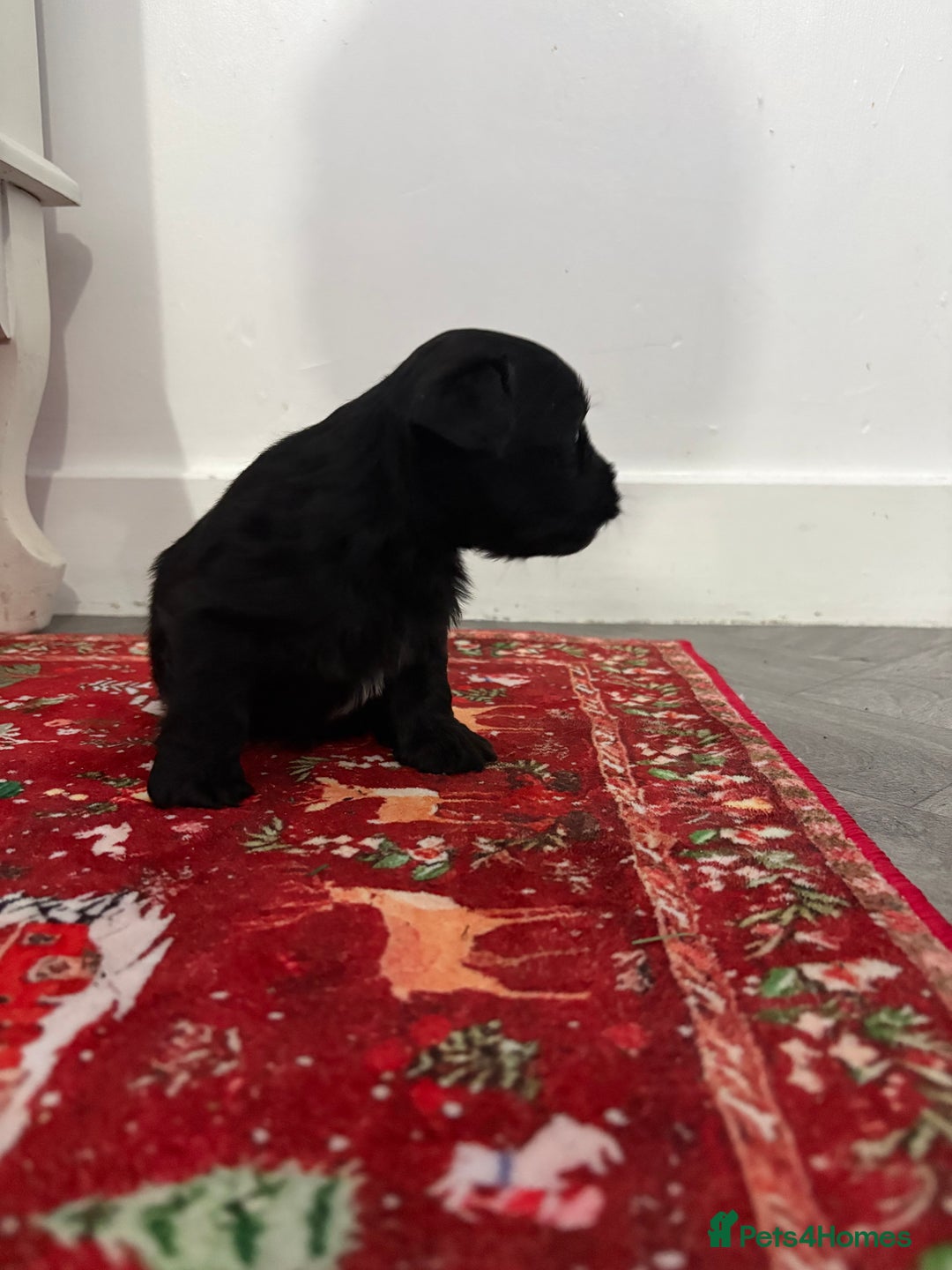 Yorkshire Terrier dogs for sale: Yorkshire terrier, terrier cross puppies - Advert 22