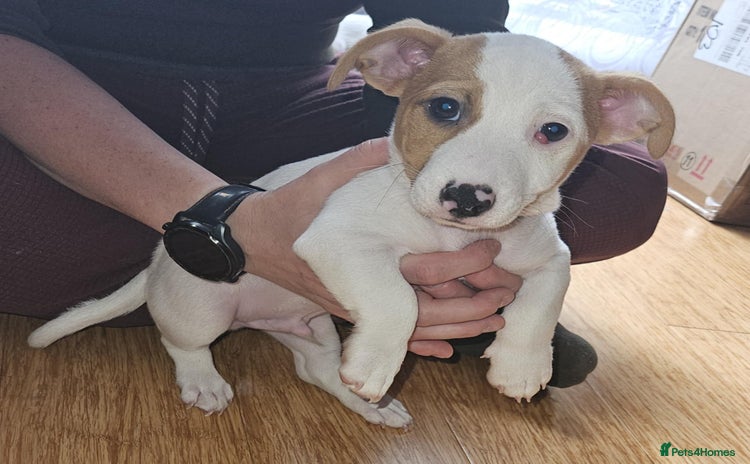 Jack Russell dogs - Advert 5