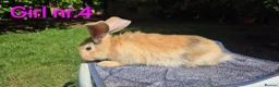 Continental Giant rabbits for sale: Pure Continental Giant Vaccinated  - Advert 3