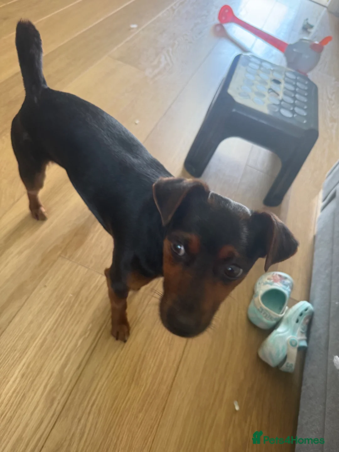 Mixed Breed dogs for sale: Energetic and Friendly Dog  in Ashford - Advert 3