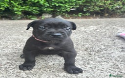 Cane Corso dogs for sale: 4 Cane corso puppy’s  - Image 12