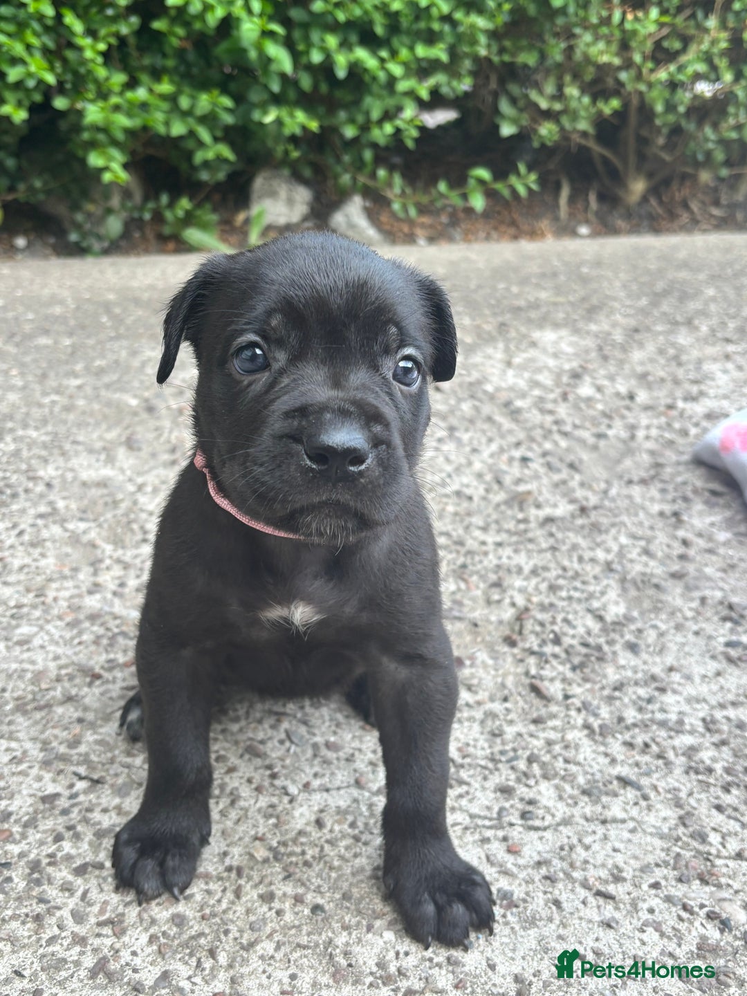 Cane Corso dogs for sale: 4 Cane corso puppy’s  - Image 12