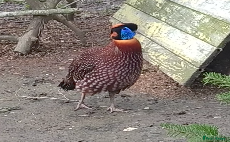 Pheasants poultry - Advert 1