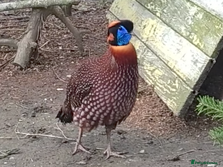 Pheasants poultry - Advert 2