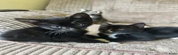Mixed Breed cats for sale: Cute kittens - Advert 8