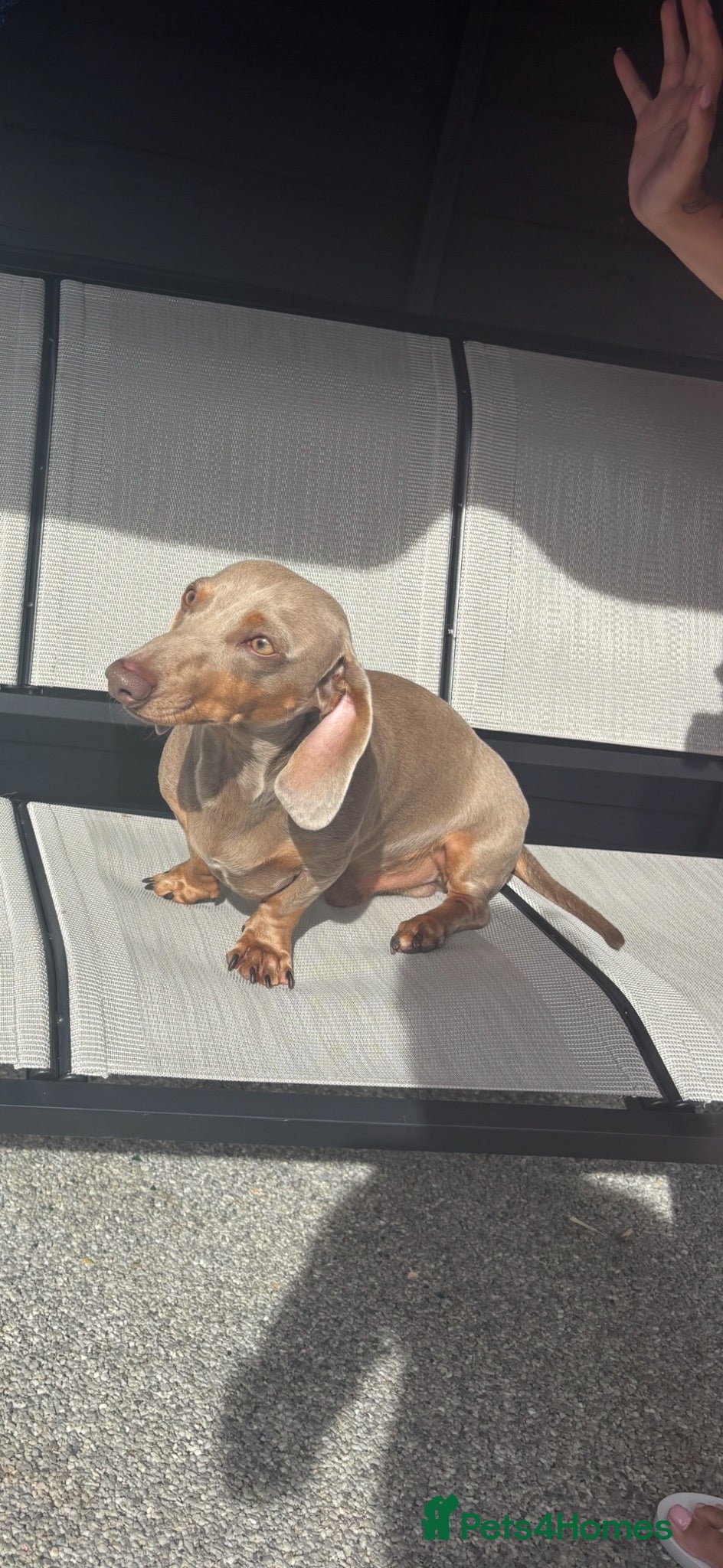 Miniature Dachshund dogs Stunning Grey miniature Dachshund for stud - Advert 2