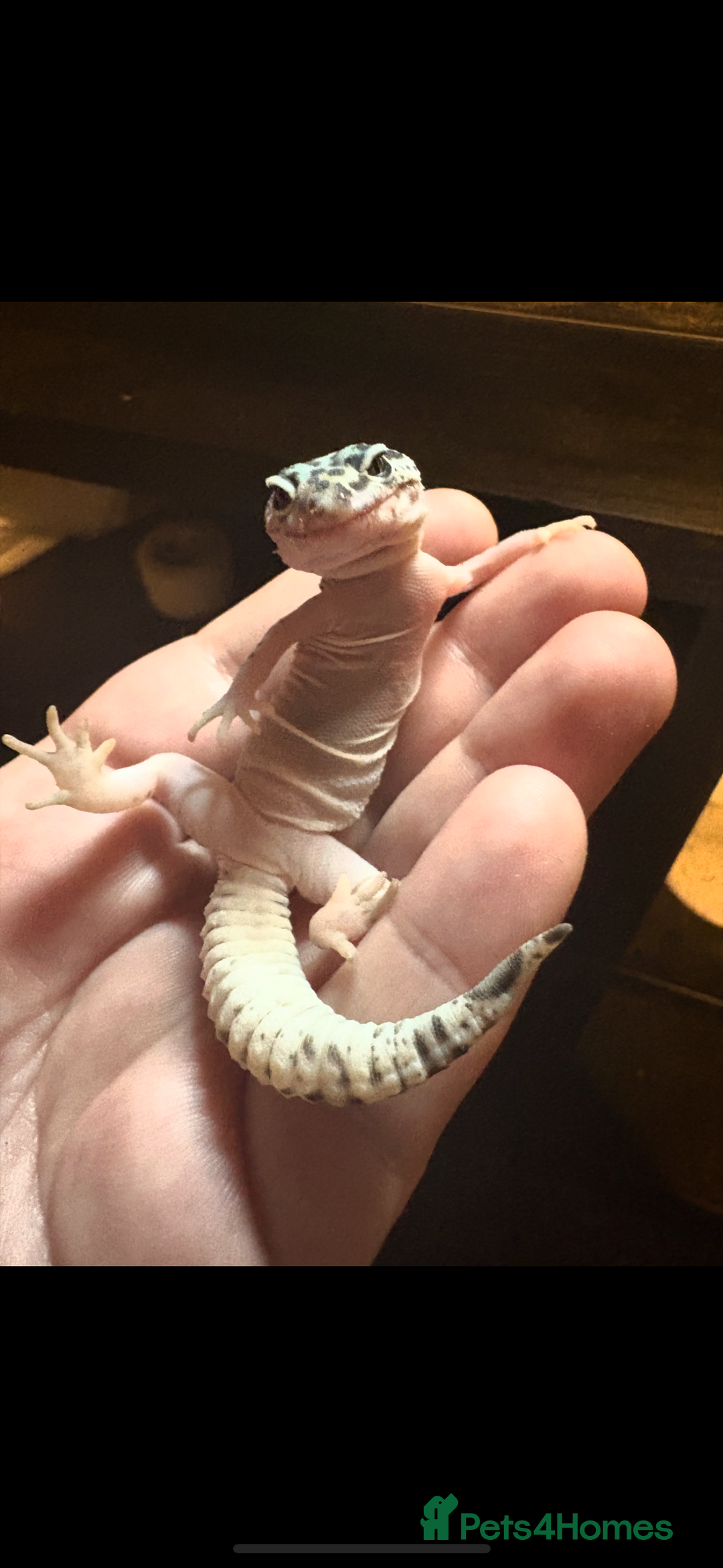 Leopard Gecko reptiles for sale: Mac Snow Leopard Gecko - Advert 2