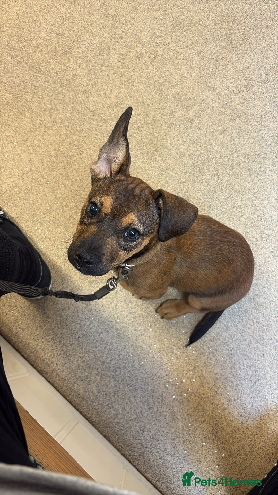 Mixed Breed dogs for sale: Sadly having to rehome  - Advert 10