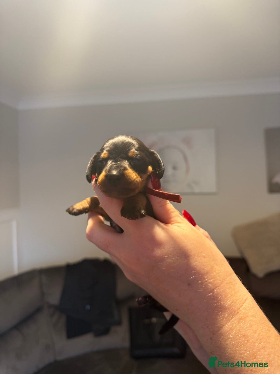 Mixed Breed dogs for sale: Doxie pin puppies - Advert 7
