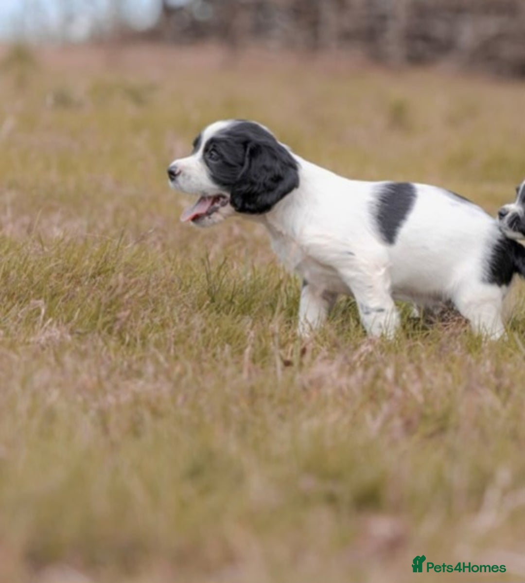 English Springer Spaniel dogs for sale: Springer spaniel puppies KC reg READY - Image 3