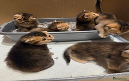 Scottish Fold cats for sale: Scottish Fold Kittens - Image 14