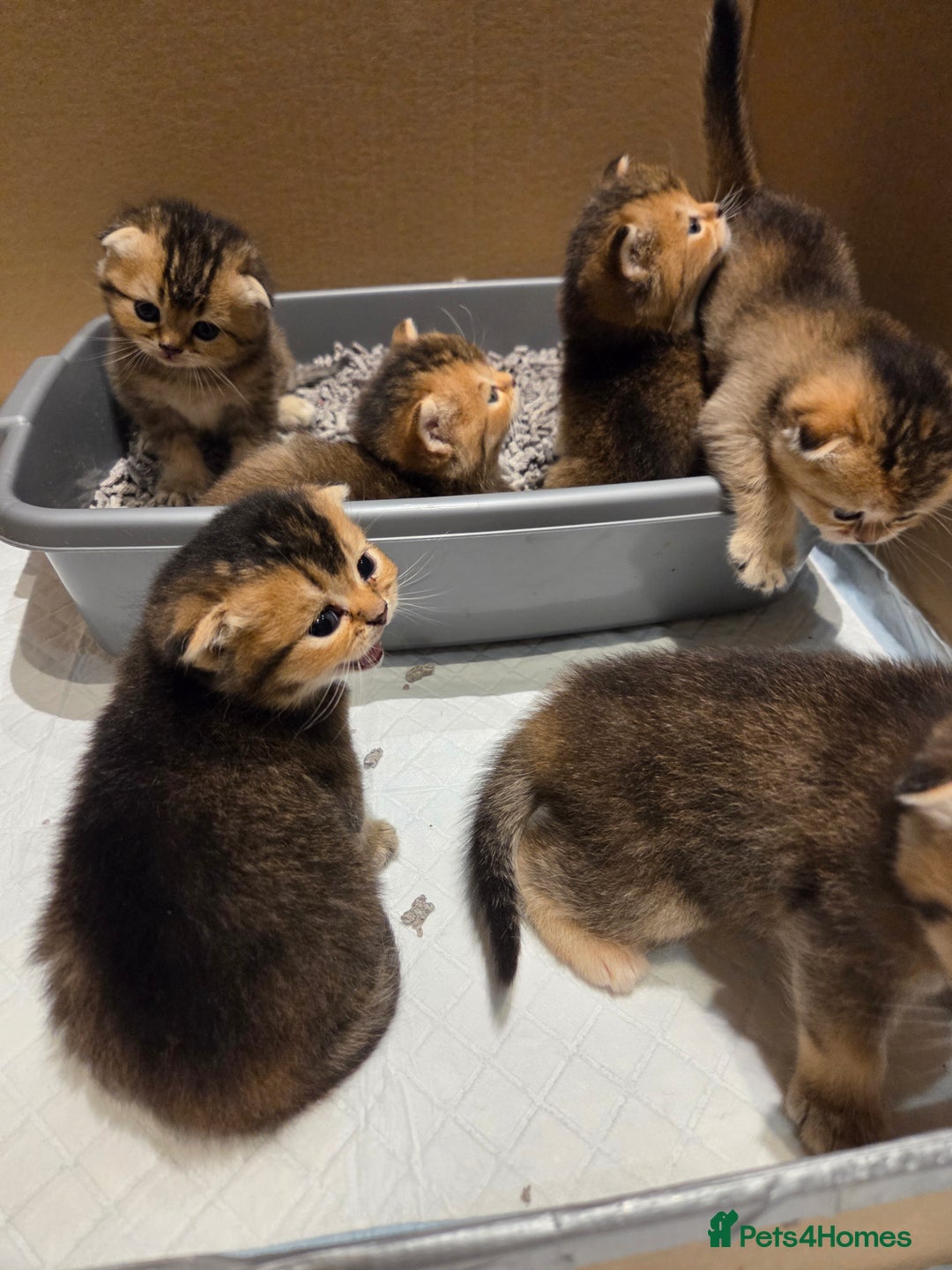 Scottish Fold cats for sale: Scottish Fold Kittens - Image 14