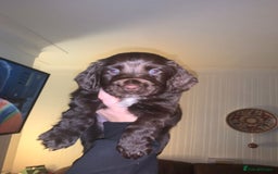 Cocker Spaniel dogs for sale: Beautiful Chocolate Working Cockers - Last 2 boys - Advert 6