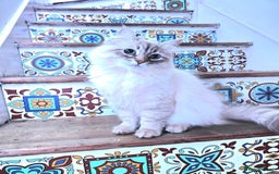 Siberian cats for sale: Siberuan Mum+Daughter - Image 2