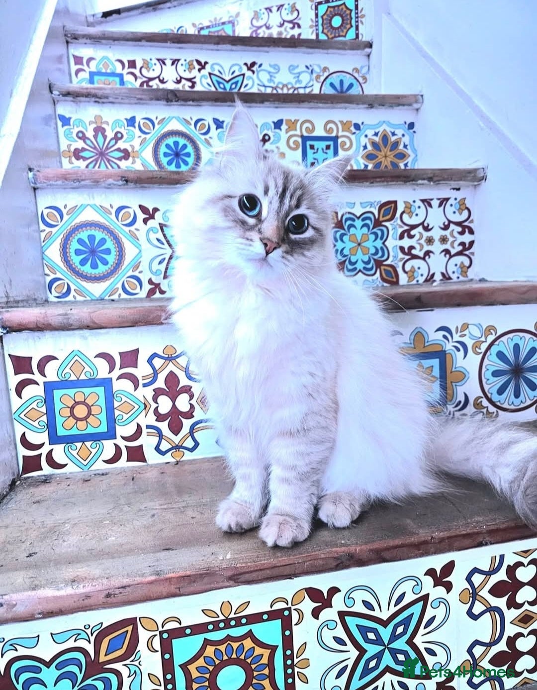 Siberian cats for sale: Siberuan Mum+Daughter - Image 2
