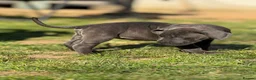 Neapolitan Mastiff dogs for sale:  5LEFT Neapolitan Mastiff x Cane Corso  - Advert 30