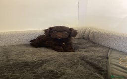 Cockapoo dogs for sale: F1 cockapoo puppies  - Image 7