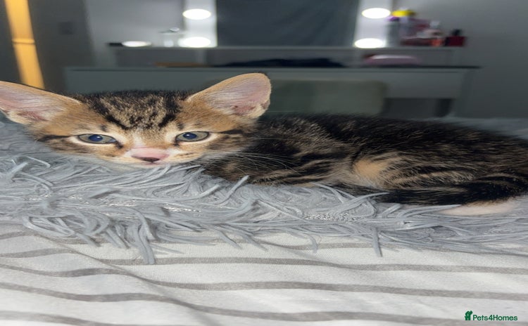 Bengal cats - Advert 1