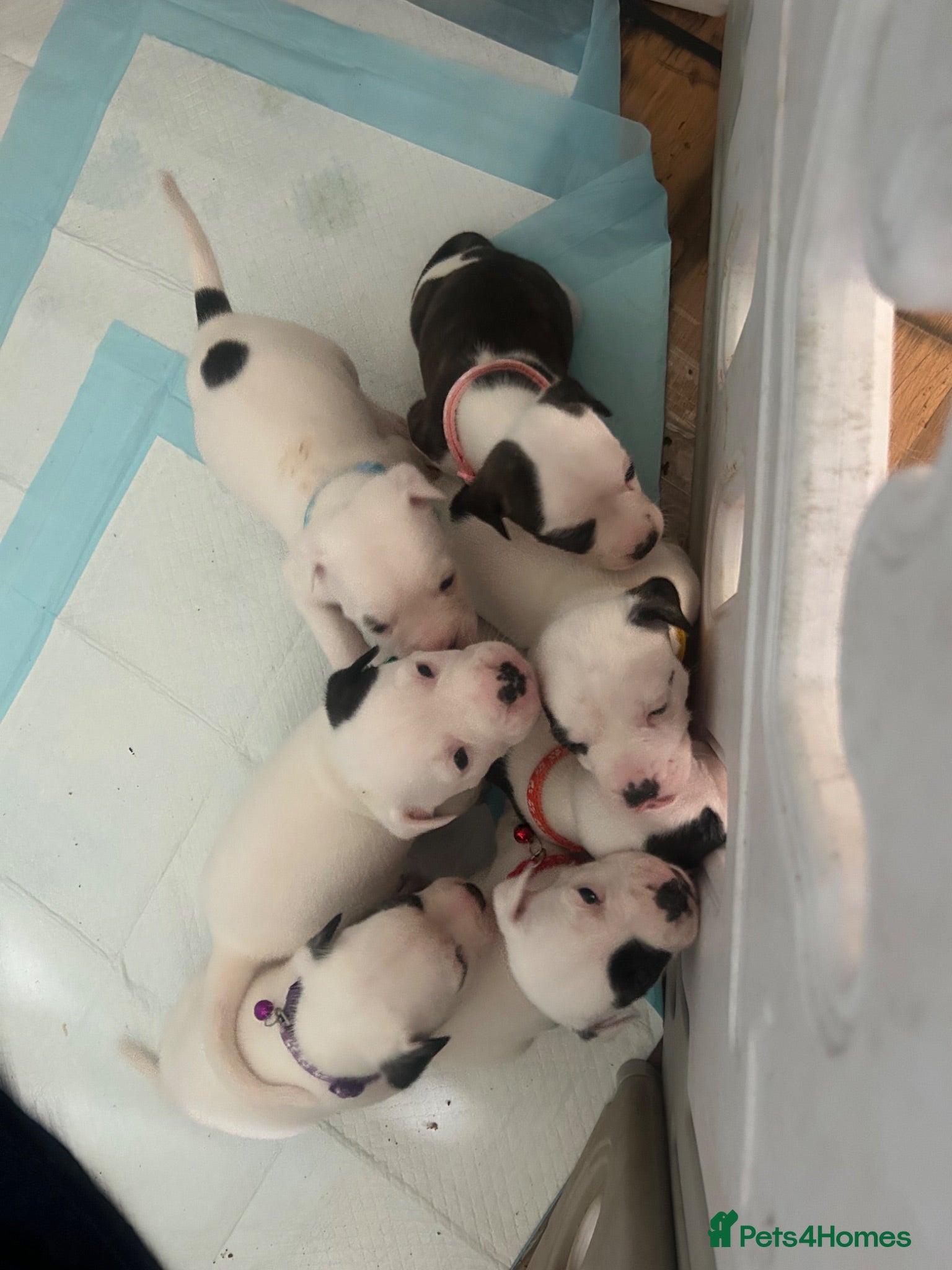 American Bulldog dogs American bulldog puppies  - Advert 1