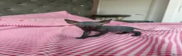Sphynx cats for sale: 4 Sphynx Kittens - Advert 7