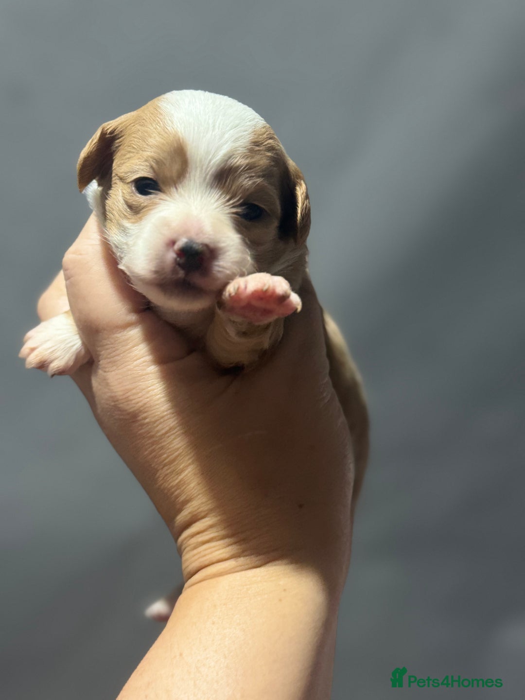 Chipoo dogs for sale: READY TO LEAVE THIS WEEK! Chipoo puppies - Advert 20