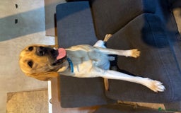 Labrador Retriever dogs for sale: Cooper 18 months  - Image 2