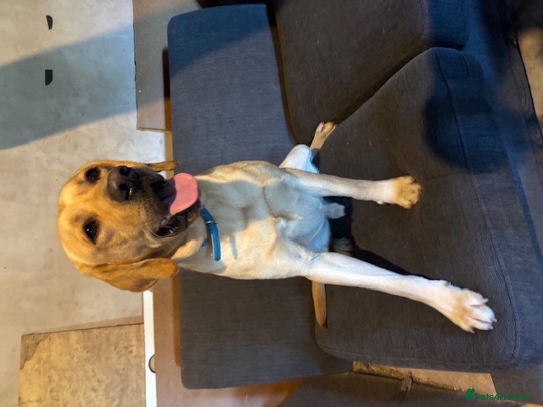 Labrador Retriever dogs for sale: Cooper 18 months  - Image 2