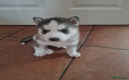 Siberian Husky dogs for sale: Siberian Husky puppies for sale  - Image 2