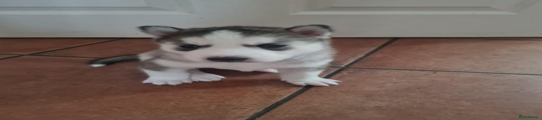 Siberian Husky Puppy 5