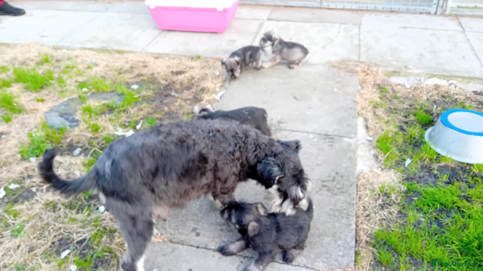 Miniature Schnauzer dogs for sale: Miniature Schnauzer pups  - Advert 1