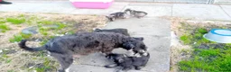 Miniature Schnauzer dogs for sale: Miniature Schnauzer pups  - Advert 1