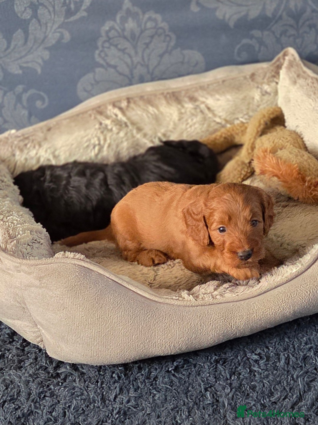 Cockapoo dogs for sale: 1 Beautiful Fox Red Boy Cockapoo Left  - Advert 25