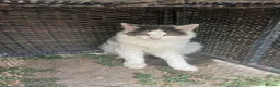 British Longhair cats for sale: 2 fluffy male kittens - Advert 3