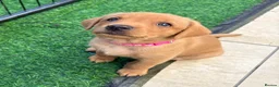 Labrador Retriever dogs for sale: STUNNING FOX RED PUPPIES - Advert 17