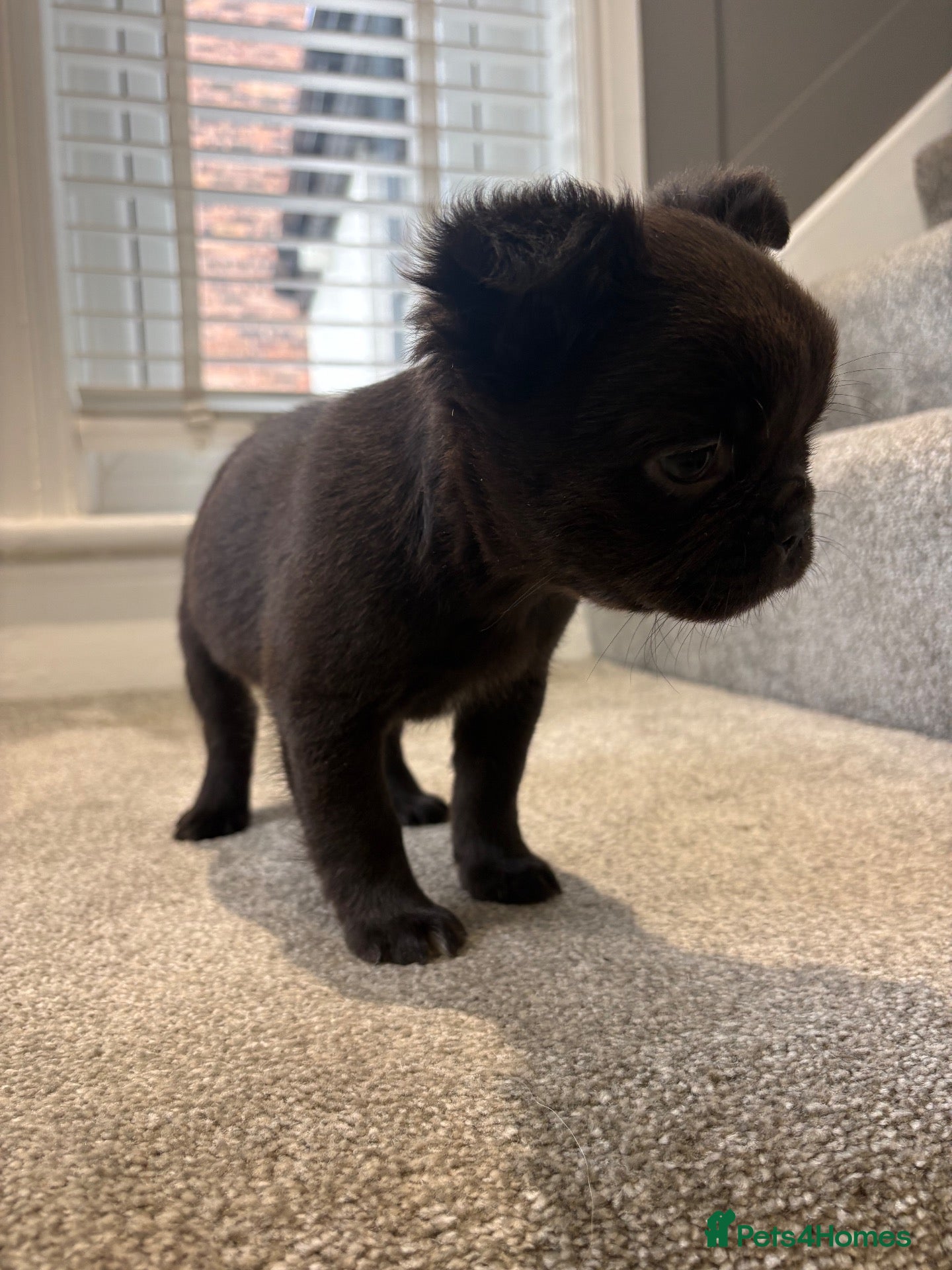 French Bulldog dogs for sale: 🎃🐾 FLUFFY FRENCH – READY! 🐾🎃 - Advert 2