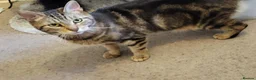 Mixed Breed cats for sale: Minnie - Advert 6