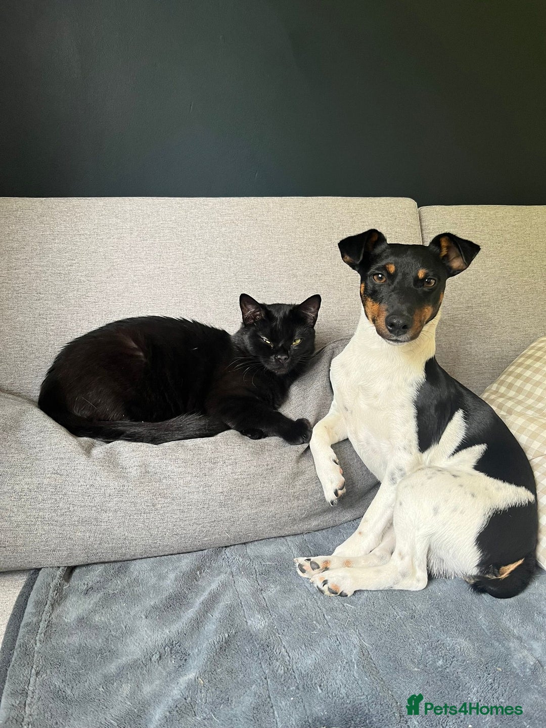Jack Russell dogs for stud: Jack Russell Stud – Kings Lynn, Norfolk - Image 2