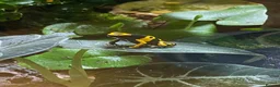 Frog reptiles for sale: 3 x Yellow Bumblebee Dart Frogs & Terrarium - Advert 7