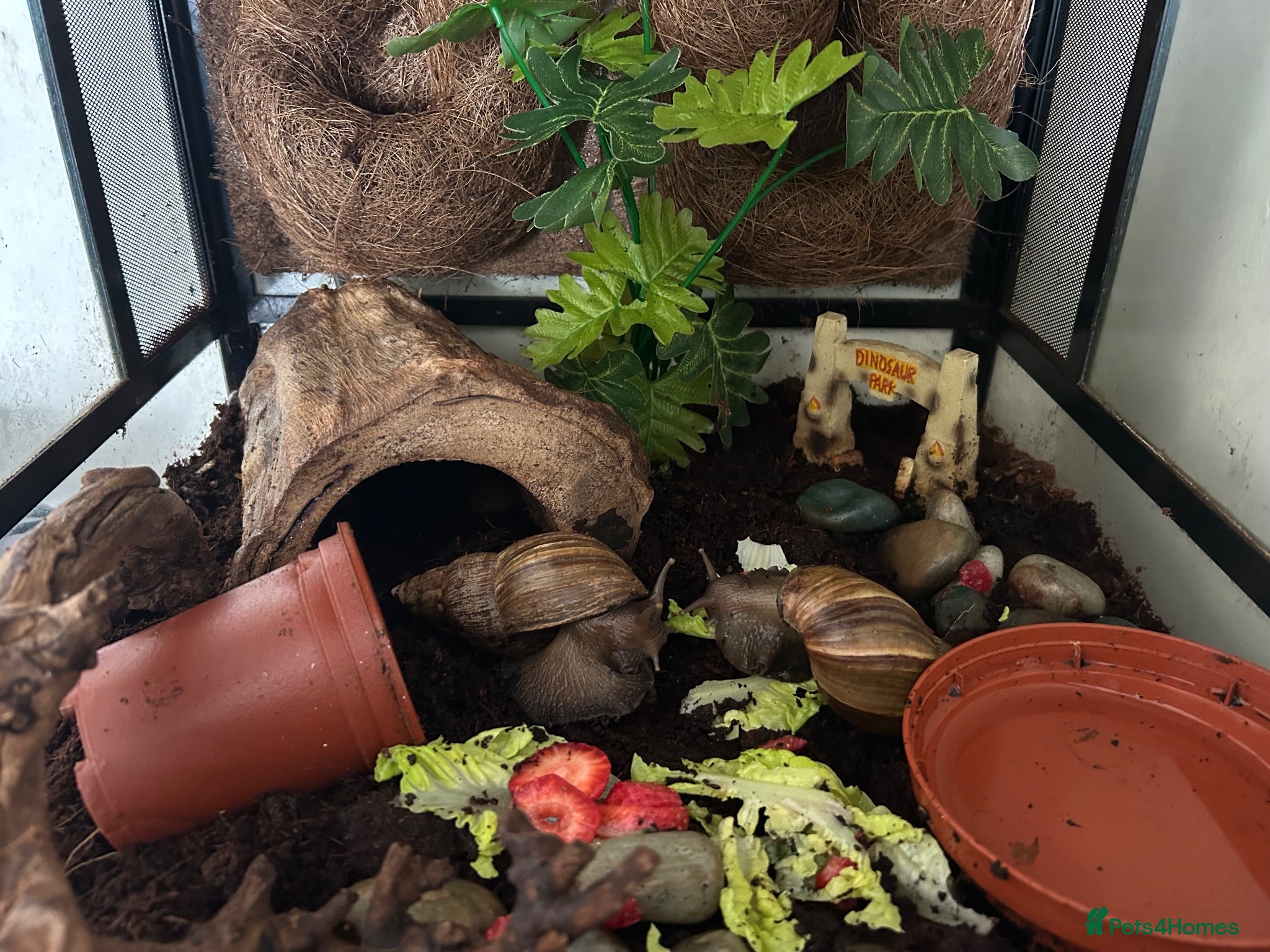 Snails invertebrates Giant African land snails - Advert 3