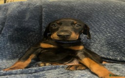 Dobermann dogs for sale: 7 handsome doberman pups - Image 6