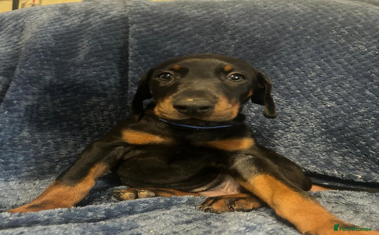 Dobermann dogs - Advert 1